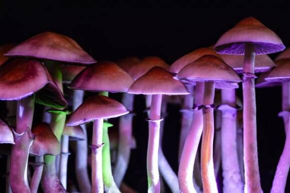 Légaliser les champignons hallucinogènes
